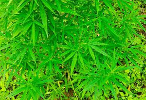 Cần sa một loại ma túy, lấy từ cây dầu gai có tên khoa học là Cannabis Sativa