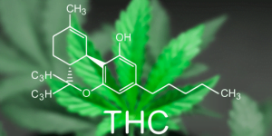 Chất hóa học gây nghiện chính trong cần sa là THC