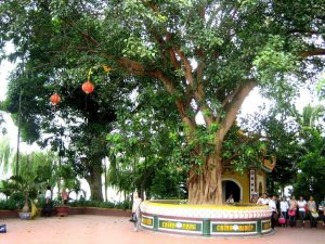 Cây bồ đề thường được trồng ở khắp đình chùa, cổ miếu trên đất nước ta