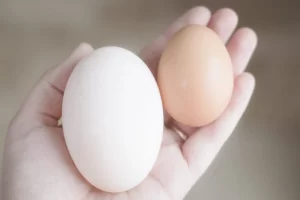 Trứng gà thường chứ dưỡng chất tốt hơn so với trứng vịt