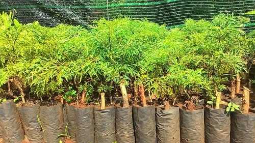 Cách trồng và chăm sóc cây đinh lăng phát triển