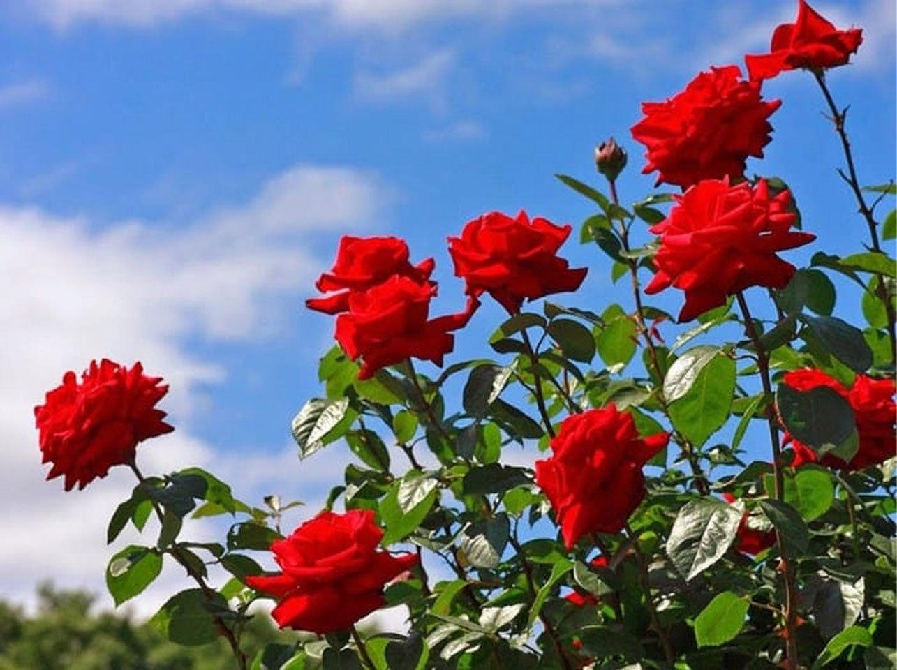 Hoa hồng là loài hoa dễ trồng
