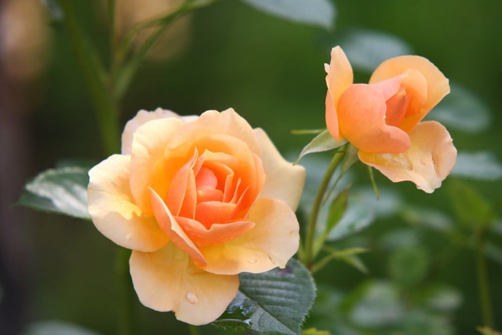 Hoa hồng là tên gọi chung cho các loài thực vật có hoa dạng cây bụi và cây leo lâu năm thuộc chi Rosa