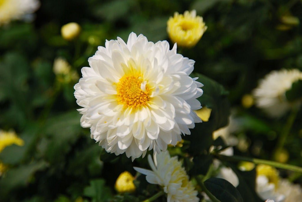 Hoa cúc là loài hoa có rất nhiều giống được trồng và lai tạo trên khắp thế giới