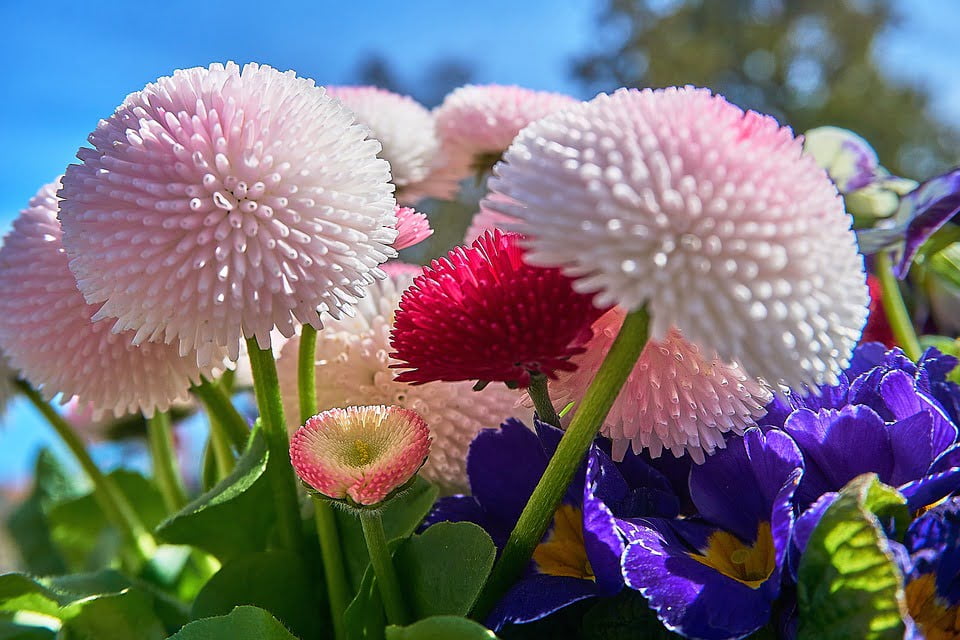 Hoa cúc có thể trồng quanh năm, thích hợp với nhiều điều kiện thời tiết