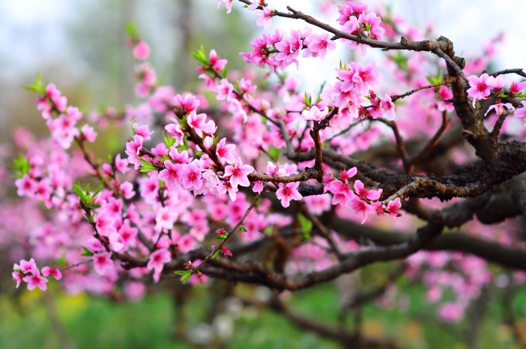 Hoa đào có pháp danh khoa học là Prunus persica