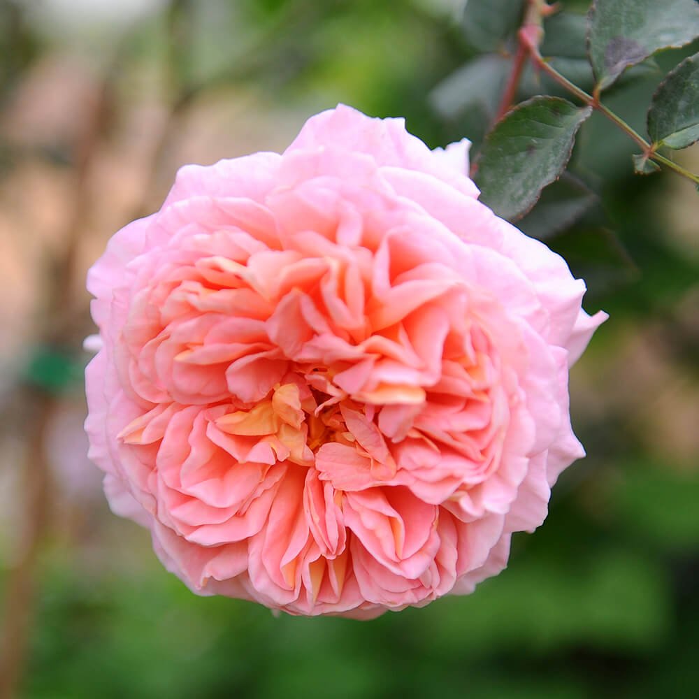 Hoa hồng Darby hay được ví như  “nàng thơ” của Vương quốc Anh