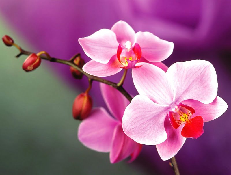 Hoa lan là loài thực vật có hoa, nằm trong lớp thực vật một lá mầm