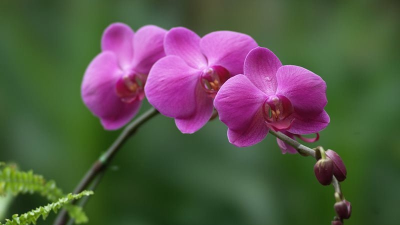 Hoa lan có tên tiếng anh là Orchidaceae, nằm trong bộ măng tây, xuất phát từ tiếng Hy Lạp