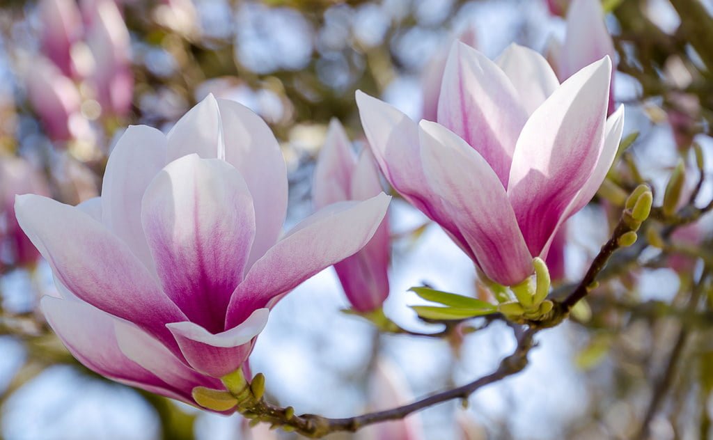 Hoa mộc lan có tên khoa học là Magnolia, thuộc họ mộc lan