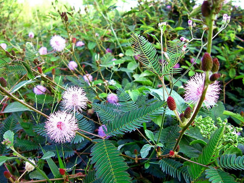 Hoa trinh nữ trong tiếng Latinh là Pudica, pháp danh khoa học là Mimosa pudica L
