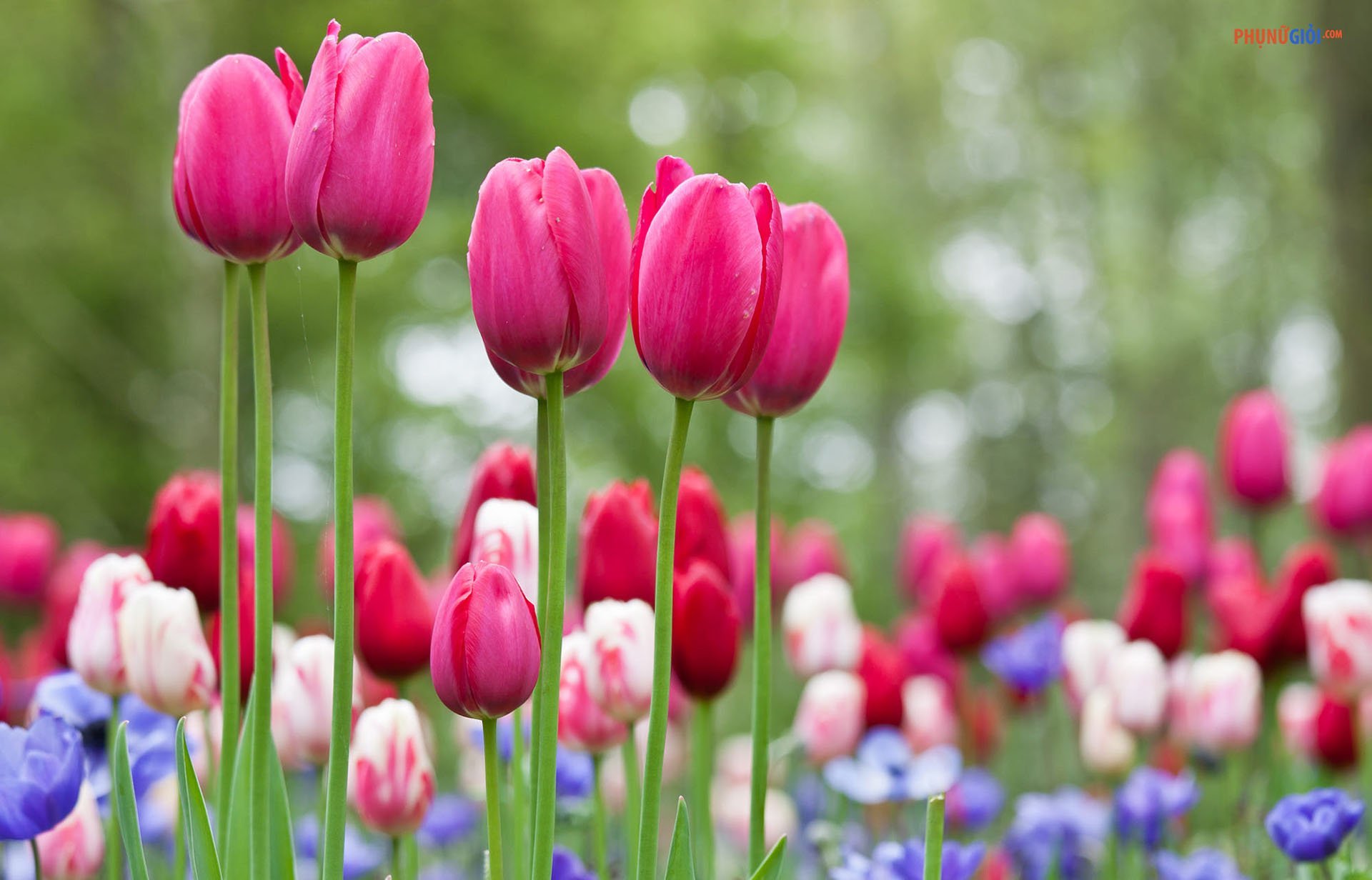 Hoa tulip có ngoài vẻ đẹp rực rỡ, còn mang nhiều ý nghĩa trong cuộc sống