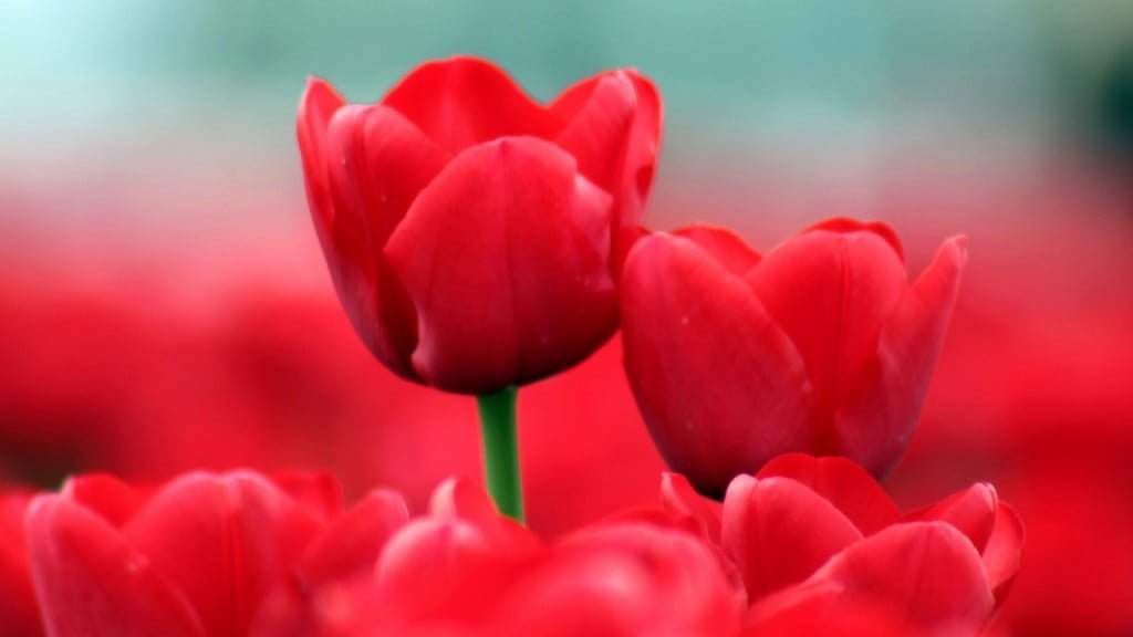 Theo thống kê, hiện nay trên thế giới có khoảng 150 loài hoa tulip