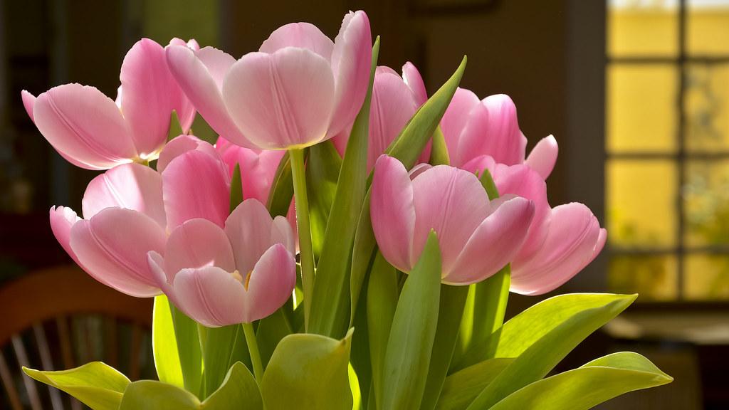 Hoa tulip được bắt nguồn từ tiếng Pháp là tulipe, có tên khoa học là tulipa