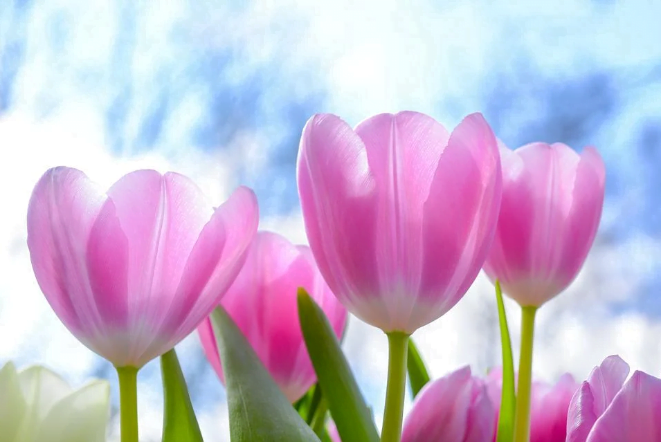 Hoa tulip được ưa chuộng để dùng làm quà tặng cho người thân, bạn bè vào những dịp đặc biệt