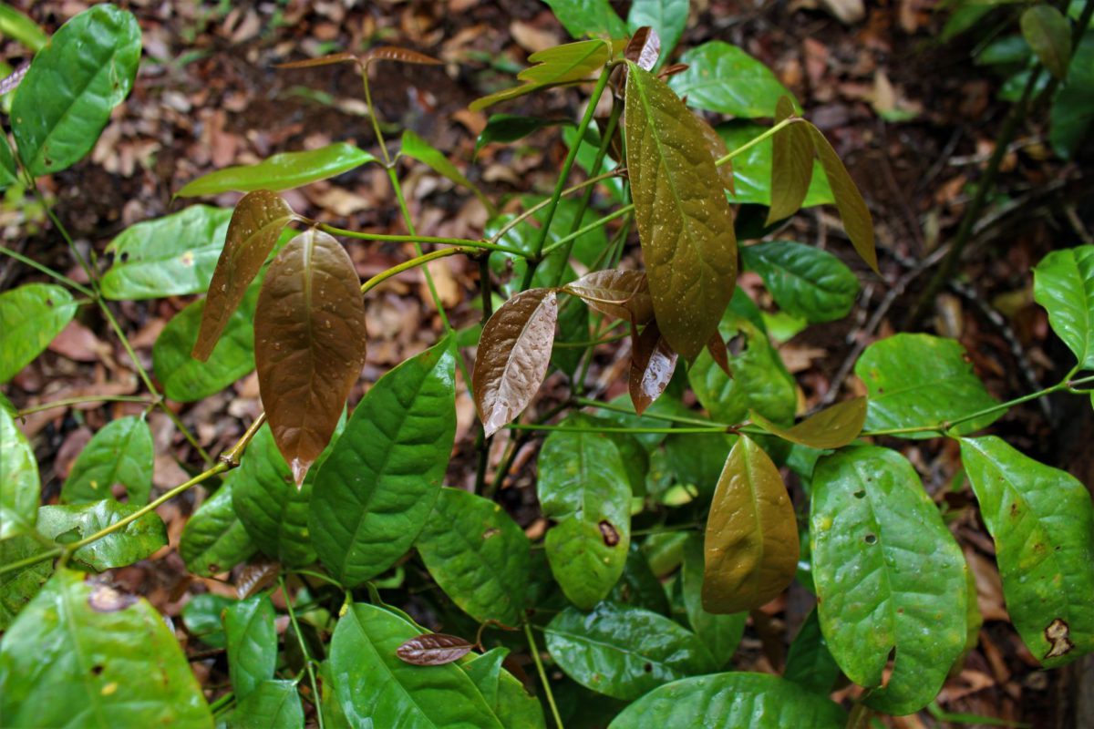 Cây lá nhíp thường tìm thấy ở các khu vực vùng rừng núi