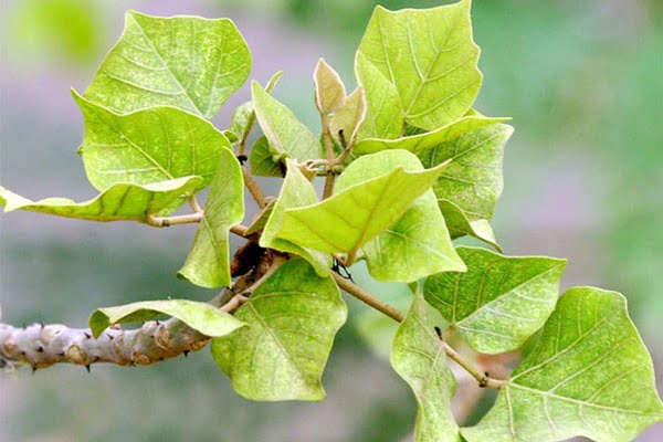 Giới thiệu về cây lá vông