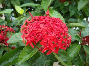 Hoa mẫu đơn Việt Nam đỏ