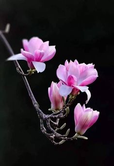 Những hình ảnh đẹp về hoa mộc lan