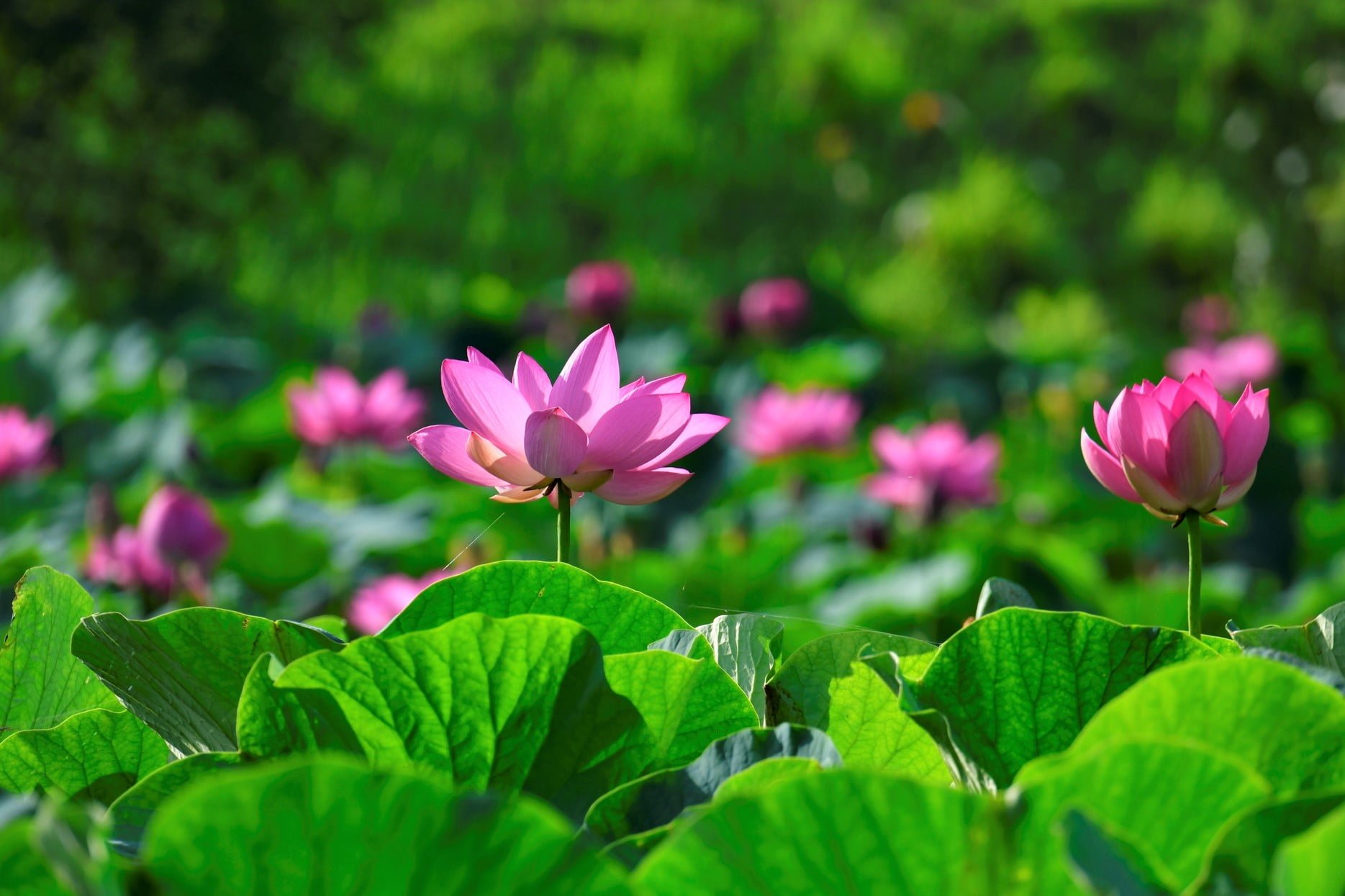 Việt Nam là đất nước có thời tiết rất phù hợp với hoa sen nên có nhiều giống hoa bản địa, ngoại nhập