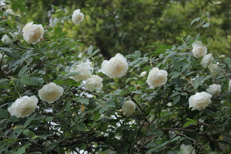 Hoa hồng thường được tặng trong các dịp lễ như 8/3, 20/10, 20/11,...