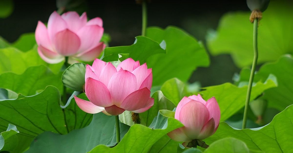 Đây là loài hoa đã tồn tại lâu đời trong văn hóa của người Việt