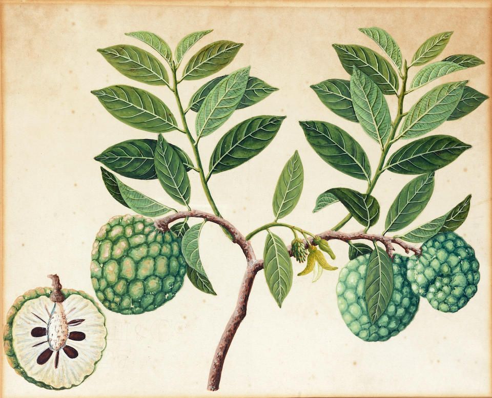 Na là một loại quả có nguồn gốc ở vùng châu Mỹ nhiệt đới