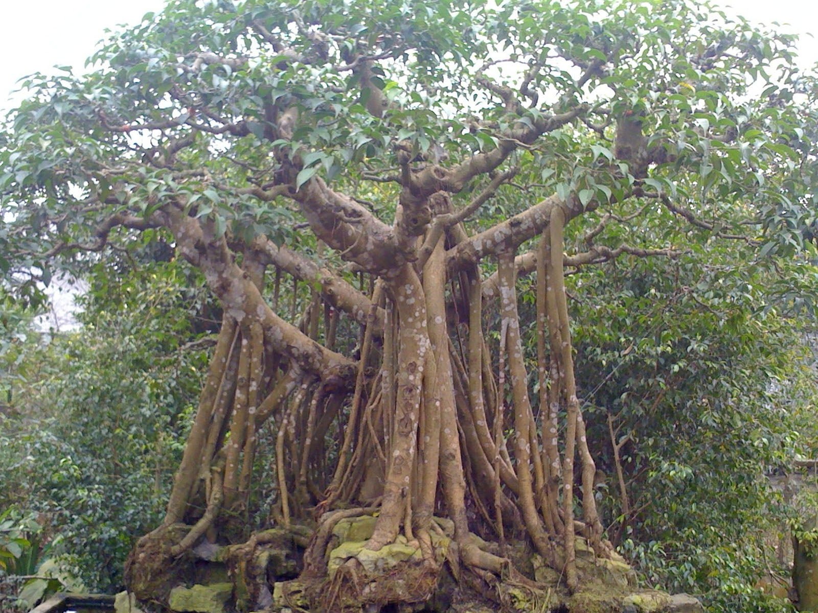 Cây đa là một loài cây thuộc họ dâu tằm, có thể phát triển thành cây khổng lồ 