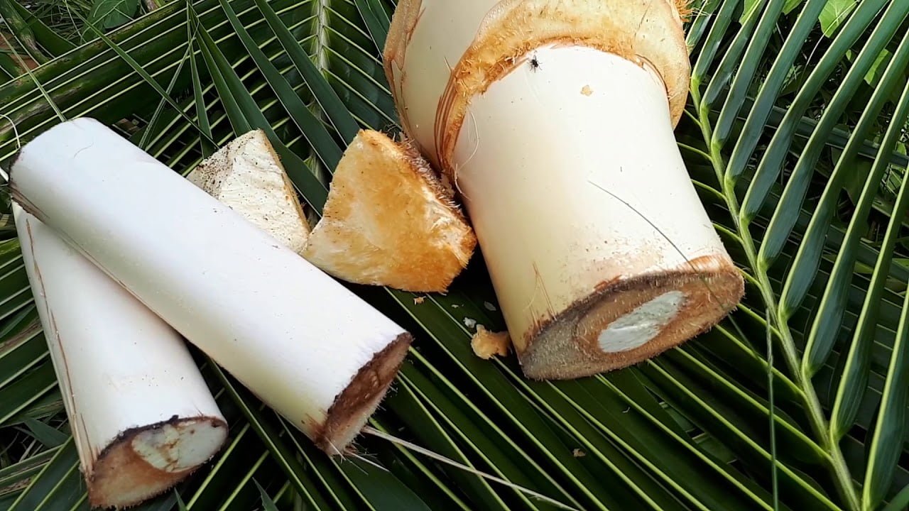Củ hũ dừa là phần lõi non của ngọn thân cây dừa