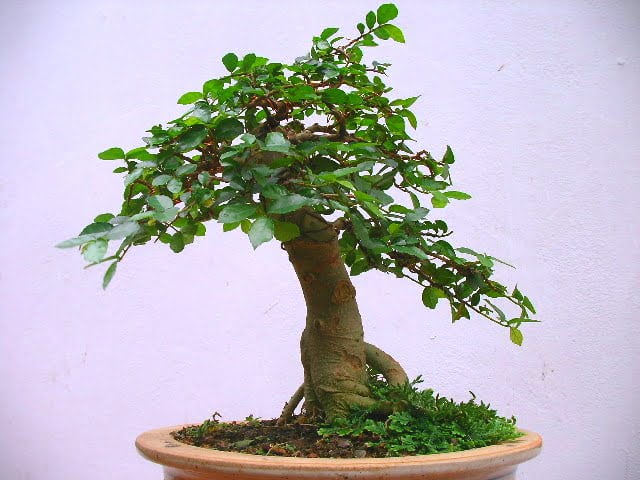 Hình ảnh duối bonsai