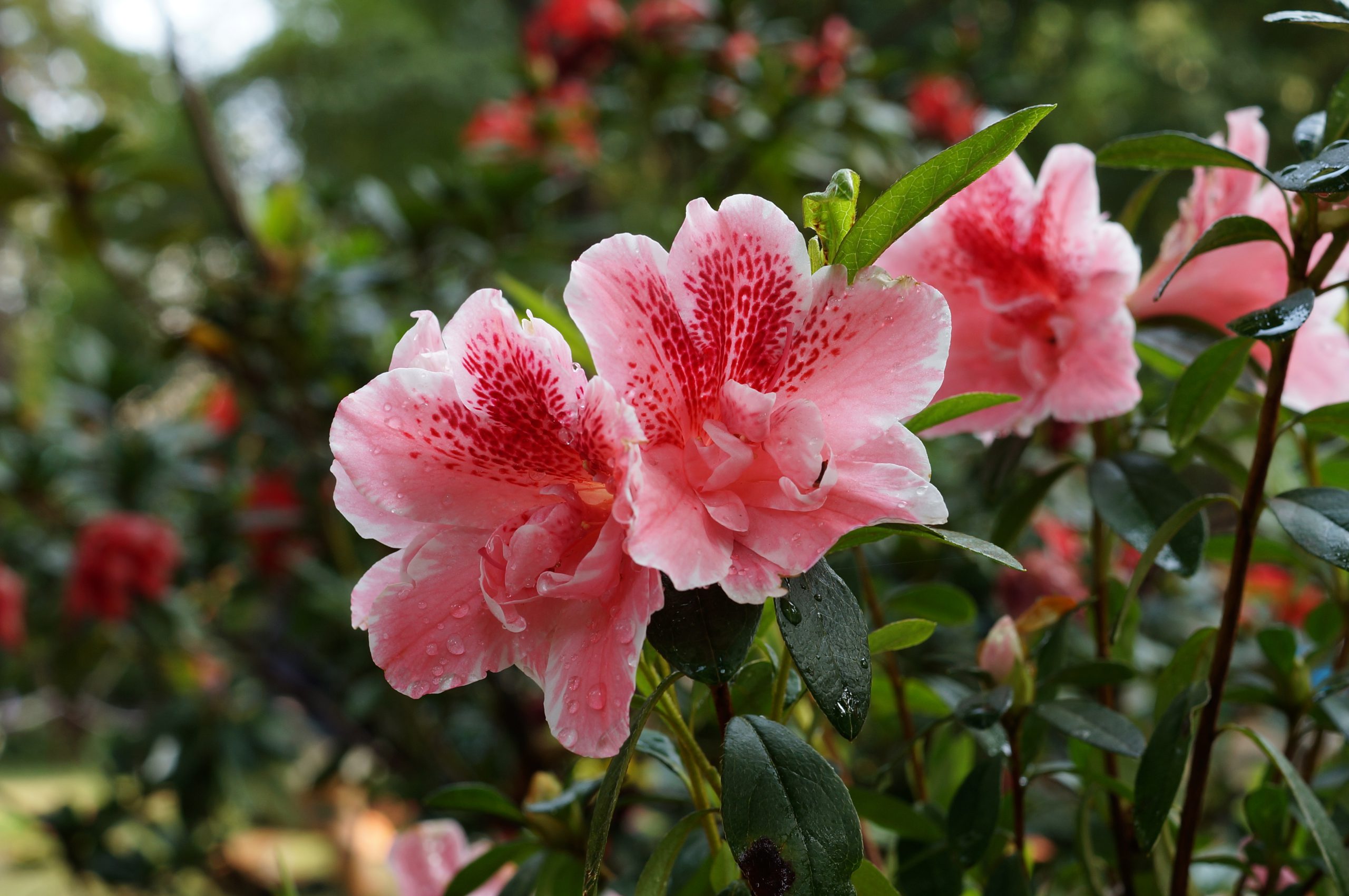 Loài hoa này có nguồn gốc từ các vùng ôn đới