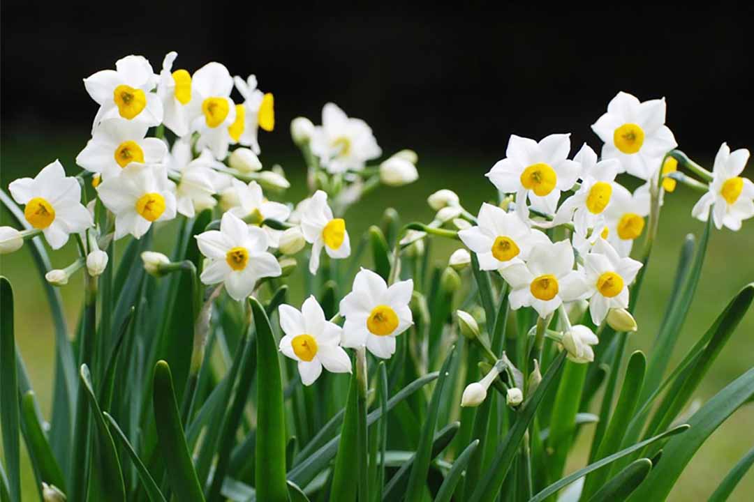 Thủy tiên có tên khác là ly Peru, tên khoa học là Narcissus tazetta