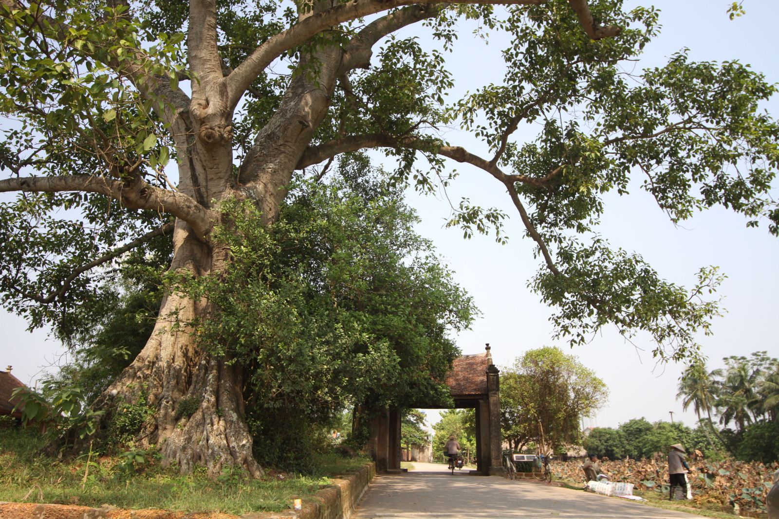 Cây đa gắn liền với làng quê yên bình ở Việt Nam 
