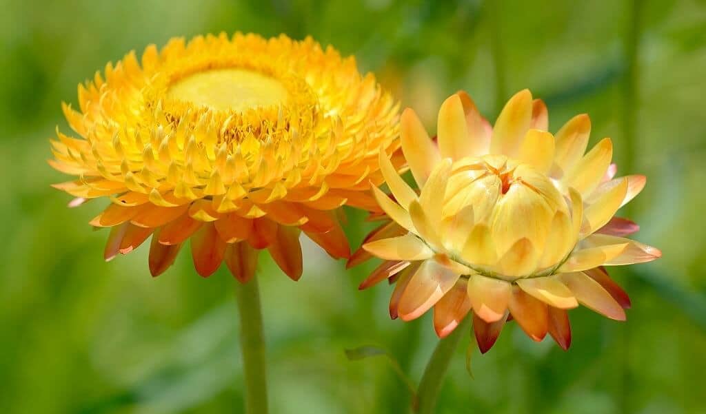 Loài hoa này còn có tên gọi khác là cúc bất tuyệt