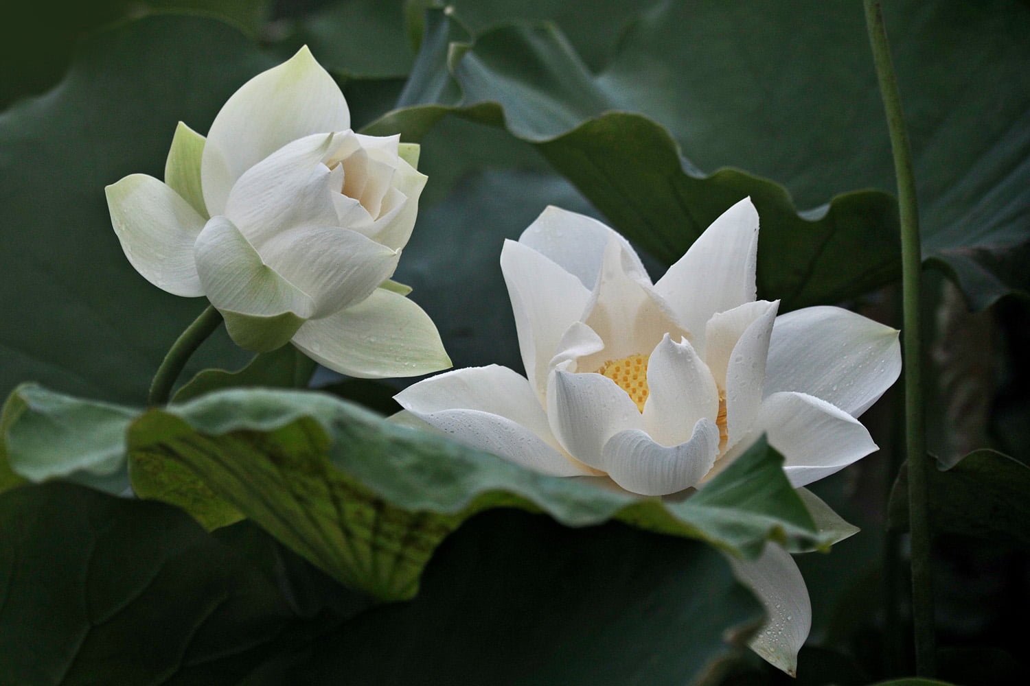 Hoa sen trắng có ý nghĩa rất đặc biệt trong Phật giáo