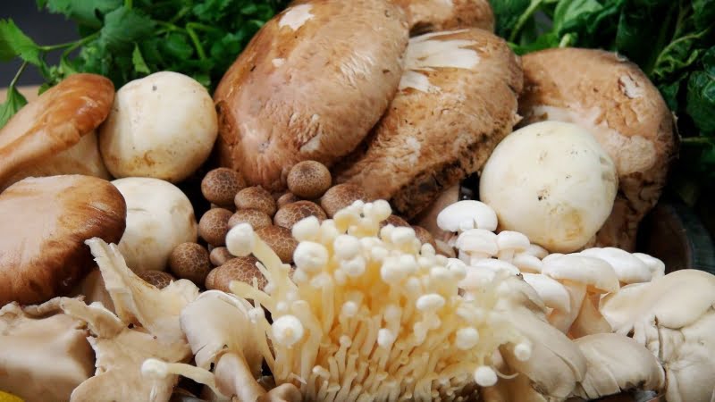 Hàm lượng các chất dinh dưỡng trong nấm cao và đa dạng
