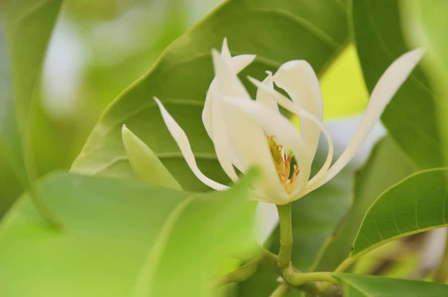 Hoa ngọc lan đại diện cho sức sống bền bỉ, vượt qua mọi khó khăn