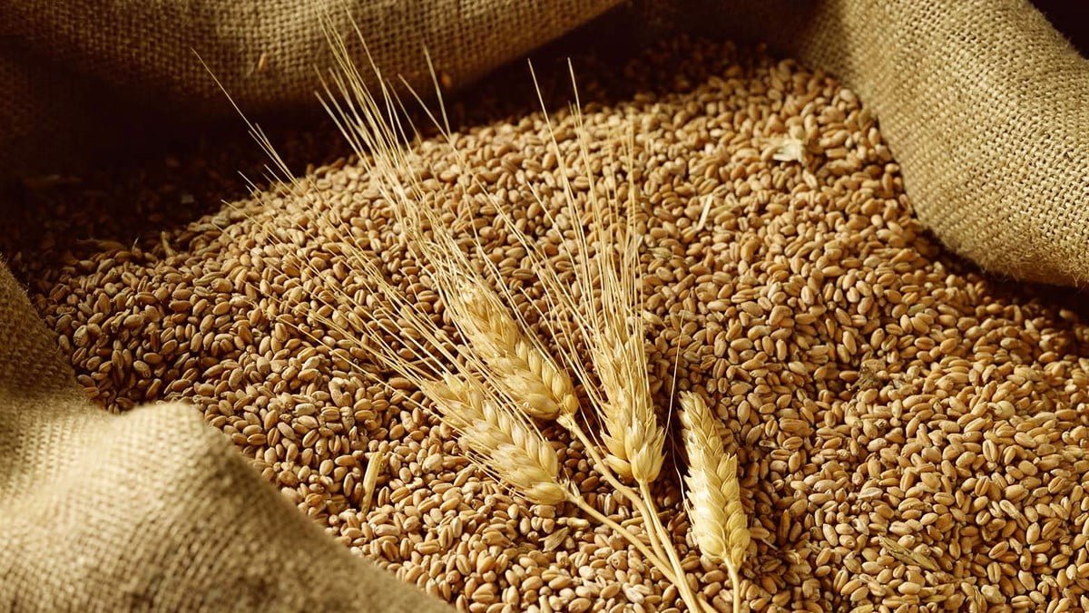 Hạt lúa mì rất giàu dưỡng chất cần thiết cho cơ thể