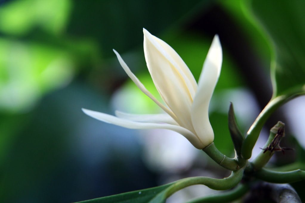 Hoa ngọc lan có tên gọi khác là sứ ngọc lan, champaca