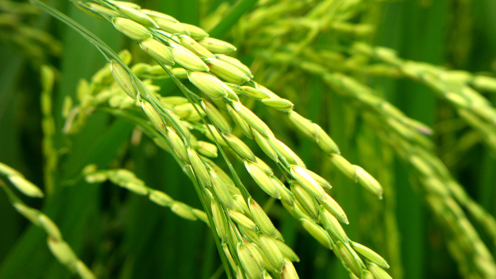 Hạt lúa là lương thực phổ biến tại Việt Nam 