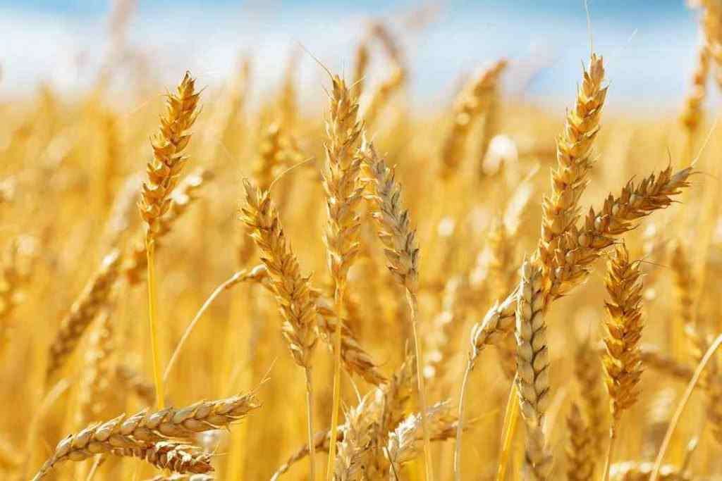 Lúa mì là loại lương thực gần giống với hạt gạo ở nước ta