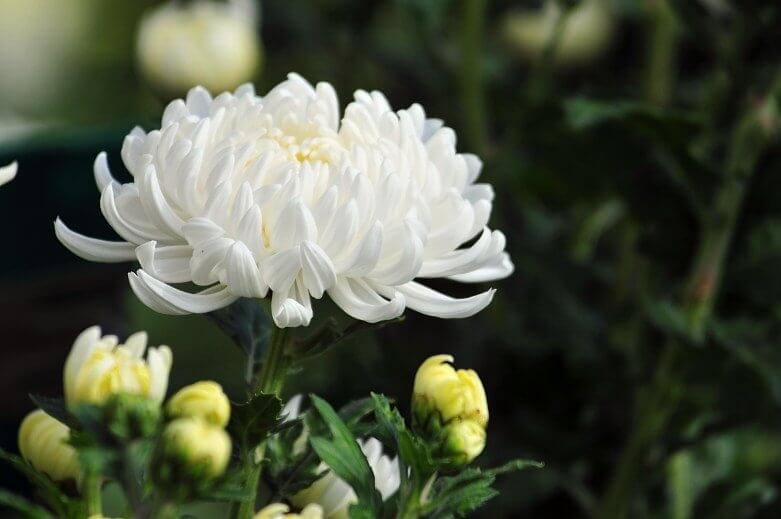 Cúc trắng có danh pháp khoa học Chrysanthemum morifolium