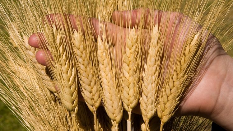 Lúa mì giúp ngăn ngừa rối loạn chuyển hóa