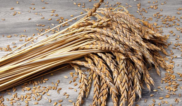 Lúa mì ngăn ngừa soi túi mật hiệu quả