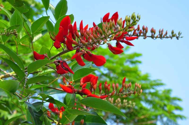 Osaka đỏ là loài hoa quý hiếm nên cần hiểu rõ về cách trồng, chăm sóc