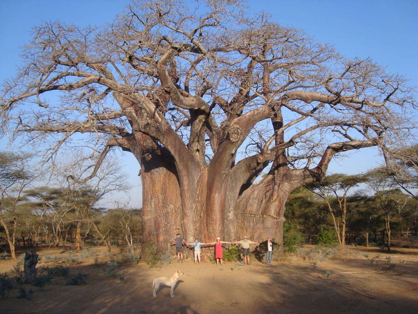 Sagole là cây bao báo lớn nhất ở châu Phi