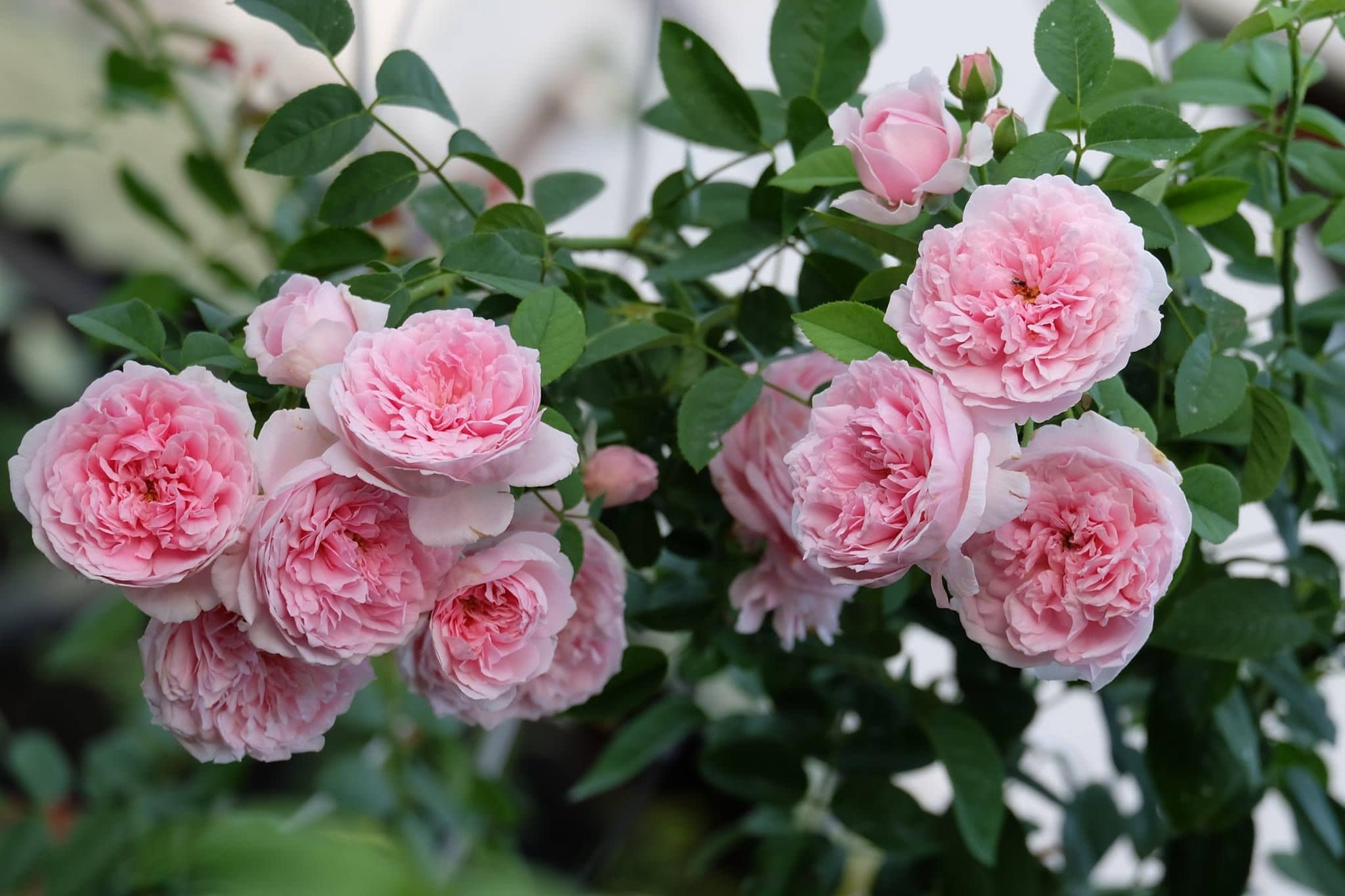 Cây hoa hồng loe rất dễ trồng và chăm sóc