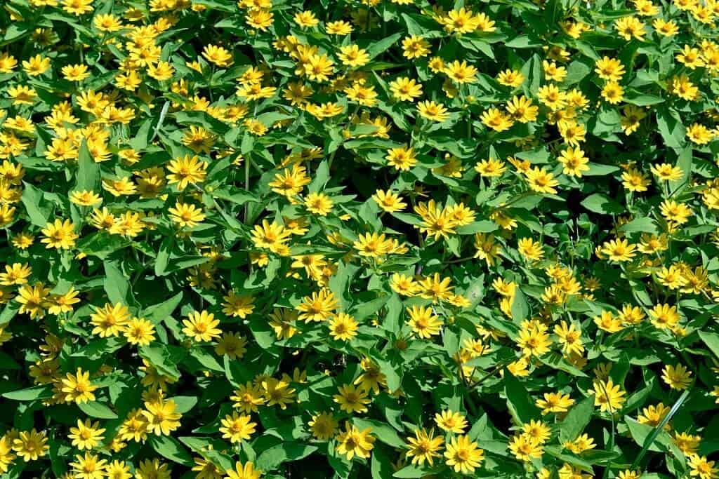 Cây cúc khuy mọc thành bụi, có nhiều hoa nhỏ màu vàng