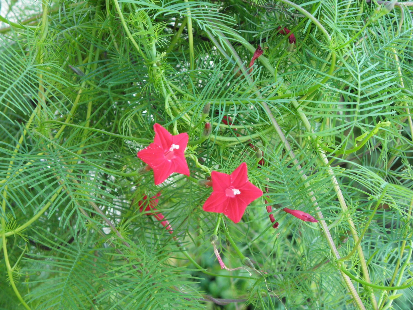 Cây hoa sao có cánh hoa mỏng giống như hình ngôi sao