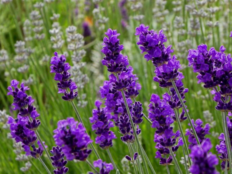 Hoa oải hương còn được gọi là hoa Lavender